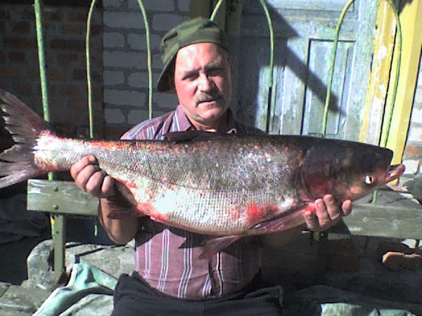 Владимир Непран