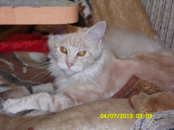 Кристина Хайдина