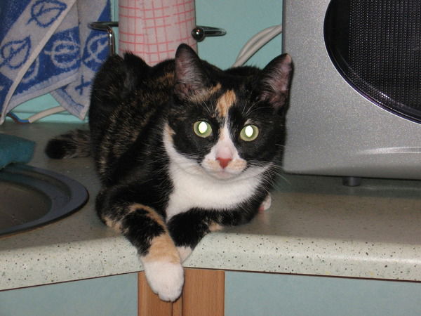 Вадим Соколов