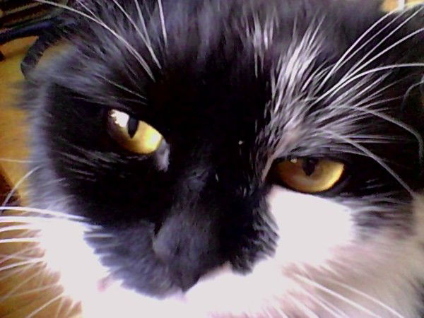 Павел Востоков