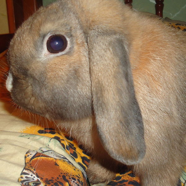 Владимир Шумов