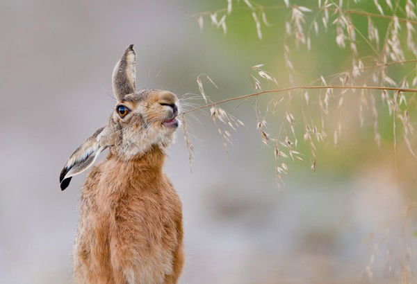 Елена Мищенко