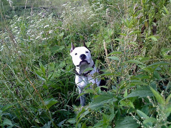 Катюшина Смерть