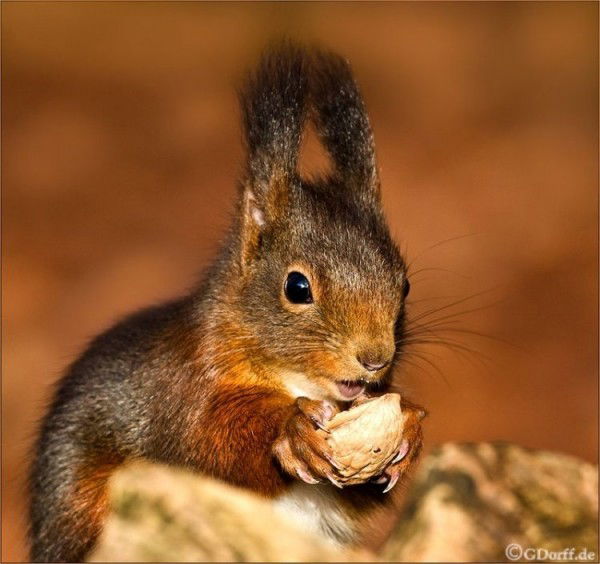 Ольга Белая