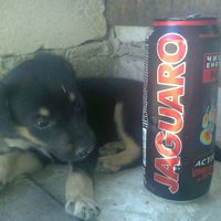 Виктор Боковой