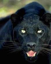 Юрий Афанасьев