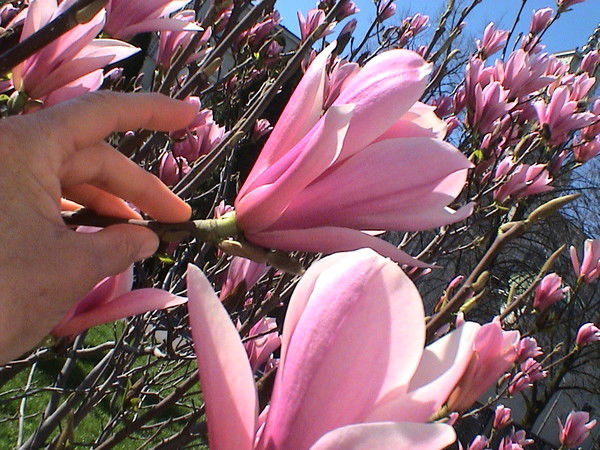 Татьяна Мажара