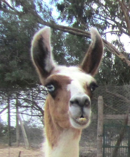 Александр Абрамов