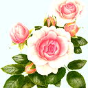 Gulka Sweety
