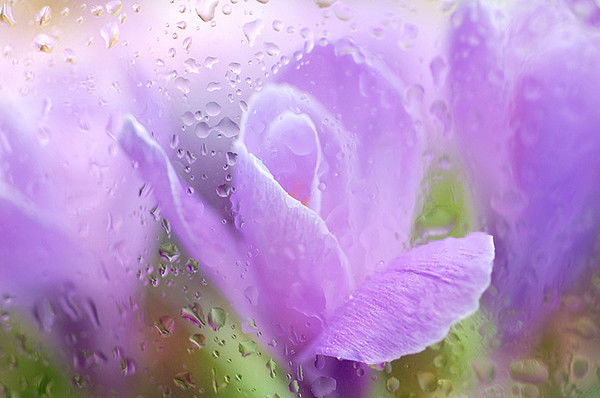 Светлана Плигина