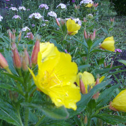 Евгения Симанина