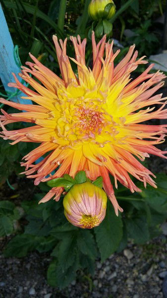 Наталья Анищенко