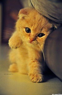 Нилуфар Усаровна