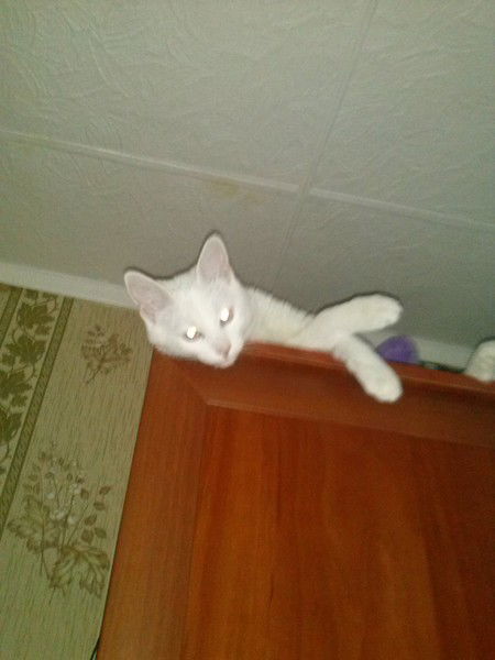 Недодаева Галина