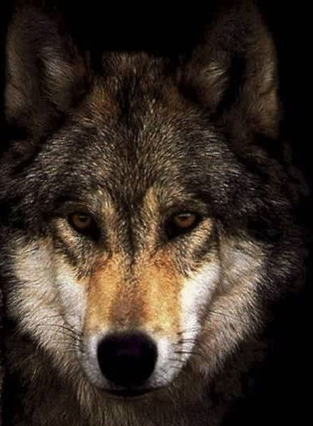 Владимир Кардашин