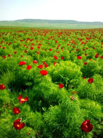 Лариса Пацюченко