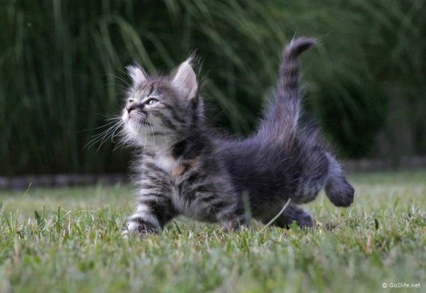 Игорь Шворак