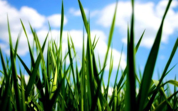 Алексей Череван