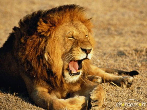 Виктор Пимкин