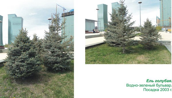 Зауреш Оспанова