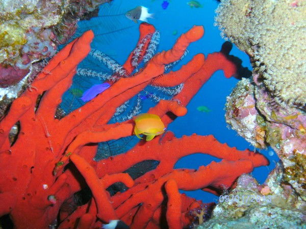 Иван Александров