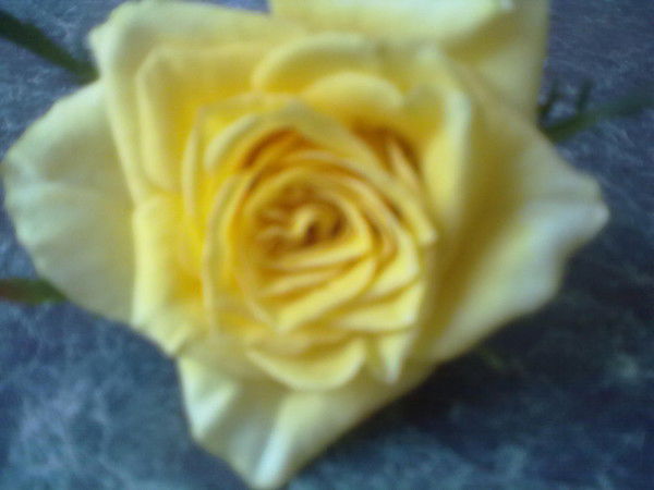 Цветы Доставка