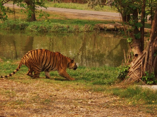 Елена Олейник