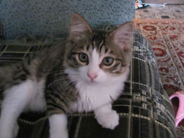 Виктория Шарабарова