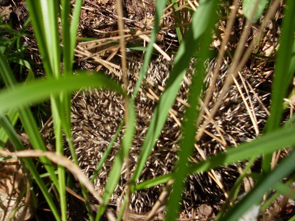 Виктор Петрович