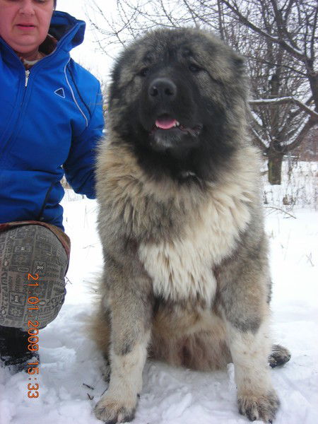 Виктор Бабадей