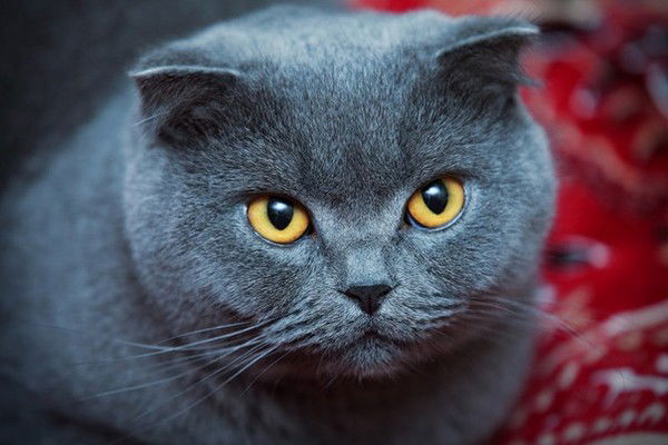 Оксана Жданова