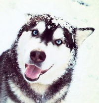 Омар Аккулов