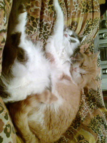 Вита Петрова