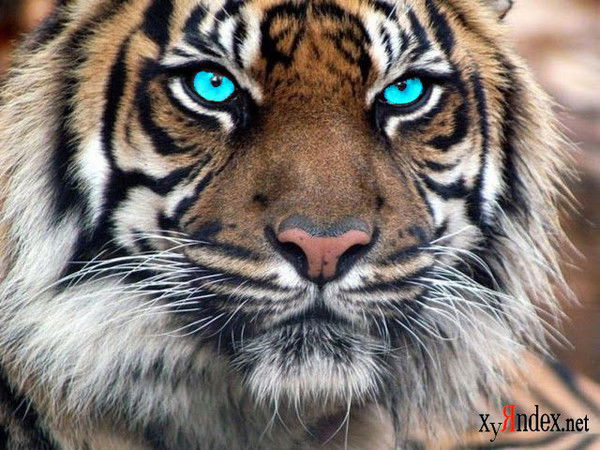 Борис Долгов