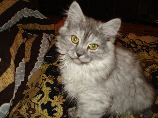 Илья Ясенецкий