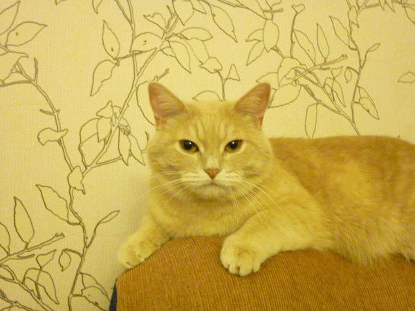 Столярова Алина