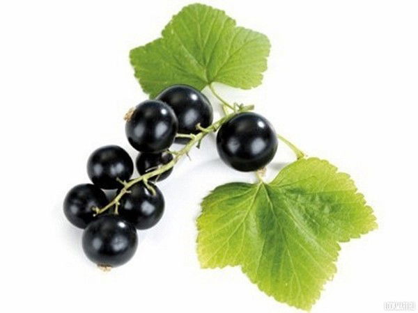 Елена Тарасова