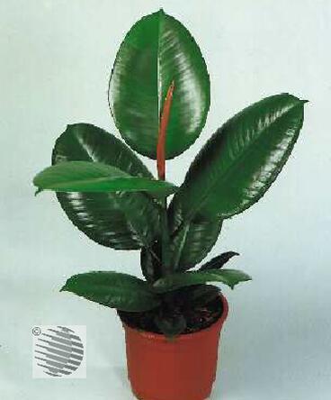 Ирина Левина