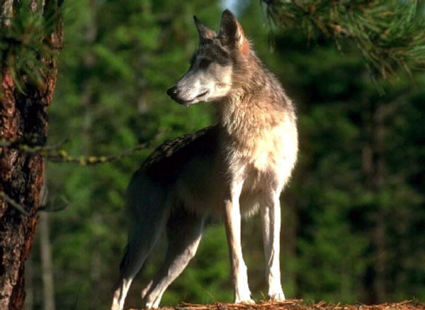 Анастасия ...