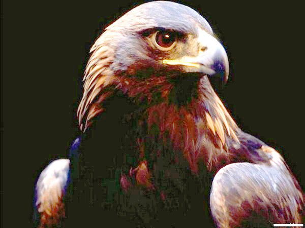 Охрана Беркут