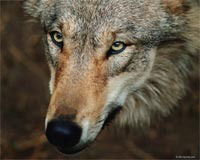 Владимир Батурин