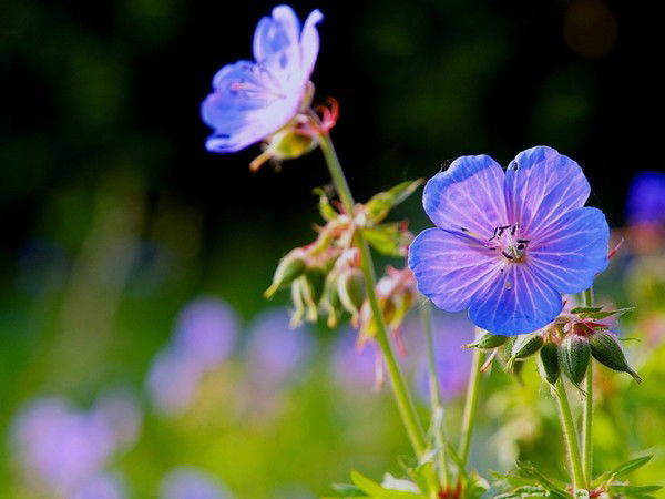 Оксана Ружевская