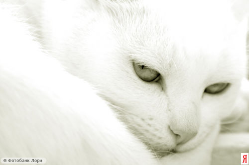 Лада Бахарева