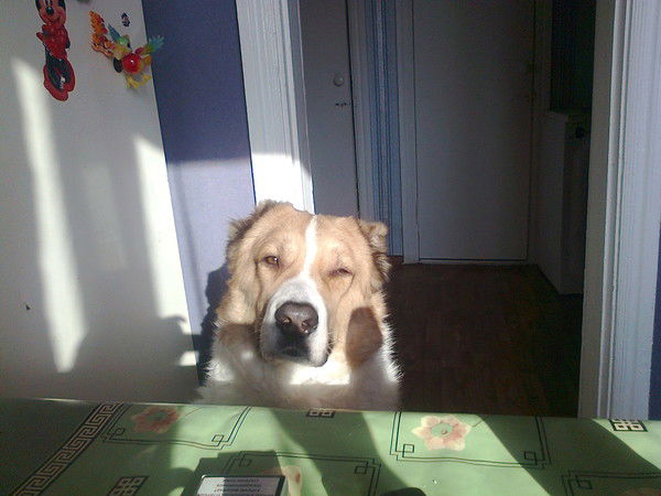 Анна Казакевич