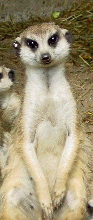 Ирина Николаева