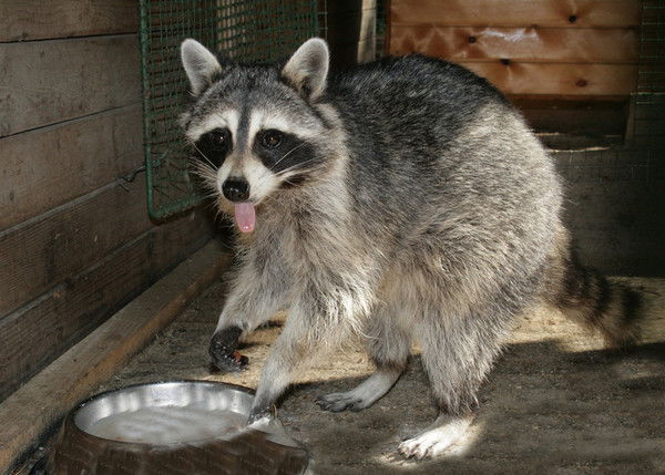 Иван Крайних