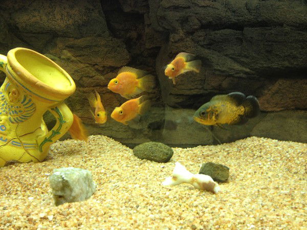 Алла Щербинина