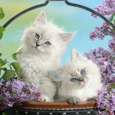 Ангелина Хабуева