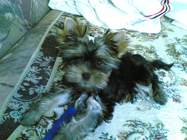 Капибося Капибося