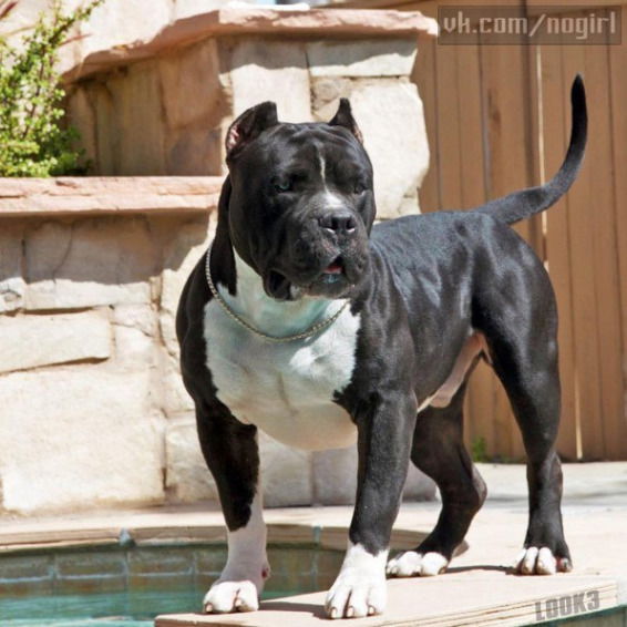 Андрей Лисичкин